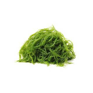 Seaweed