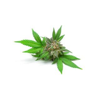 Hemp